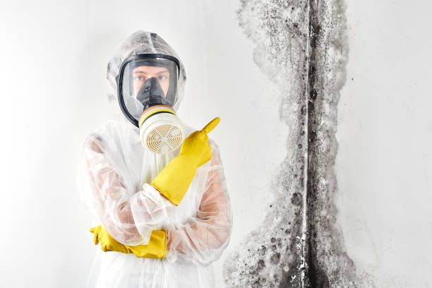 Why You Should Choose Our Mold Remediation Services in Calipatria, CA